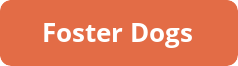 button_foster-dogs